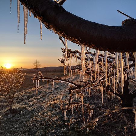 Ferienhof Schloessle ซาสบาค อัม ไคเซอร์ชตูล ภายนอก รูปภาพ