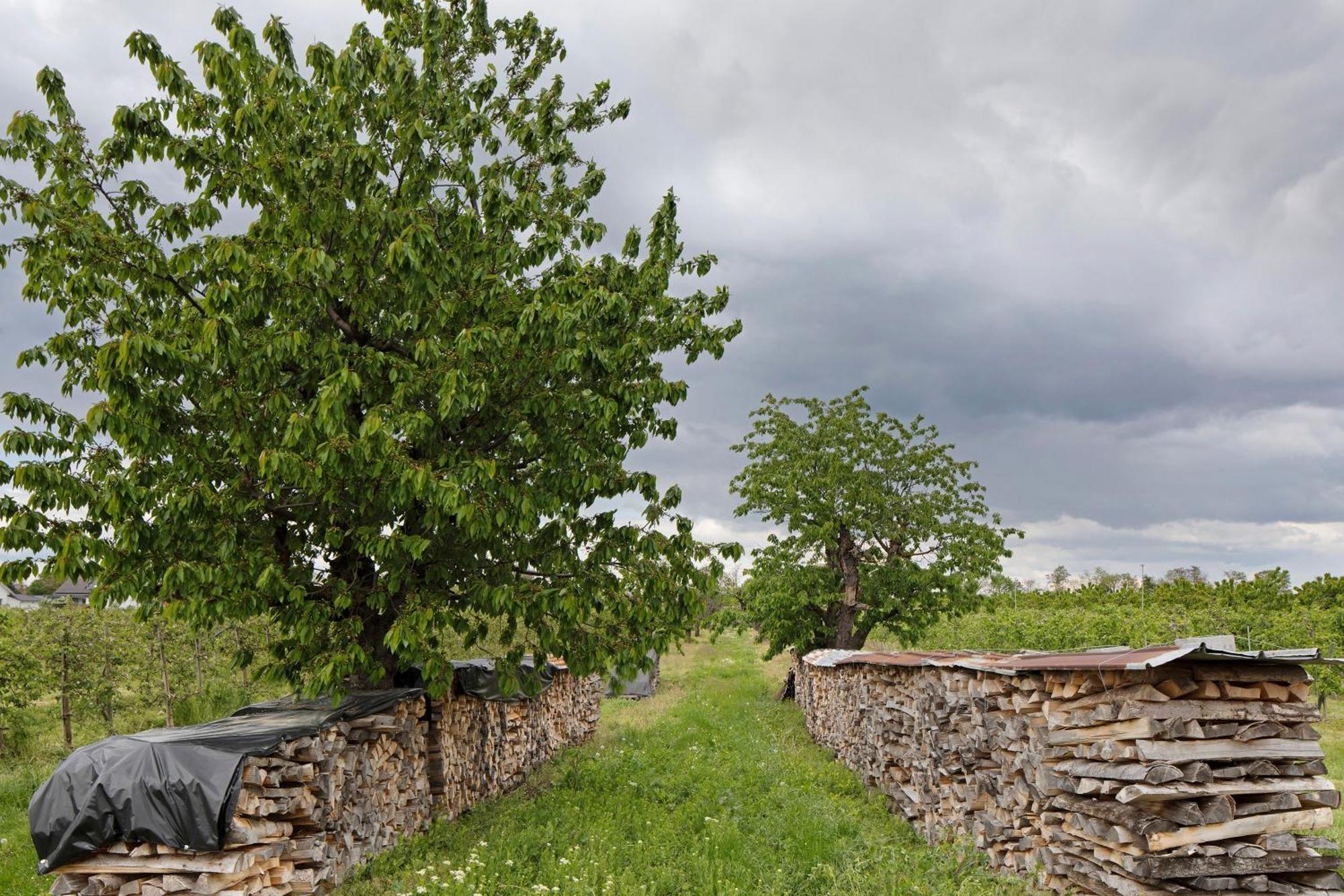 Ferienhof Schloessle ซาสบาค อัม ไคเซอร์ชตูล ภายนอก รูปภาพ