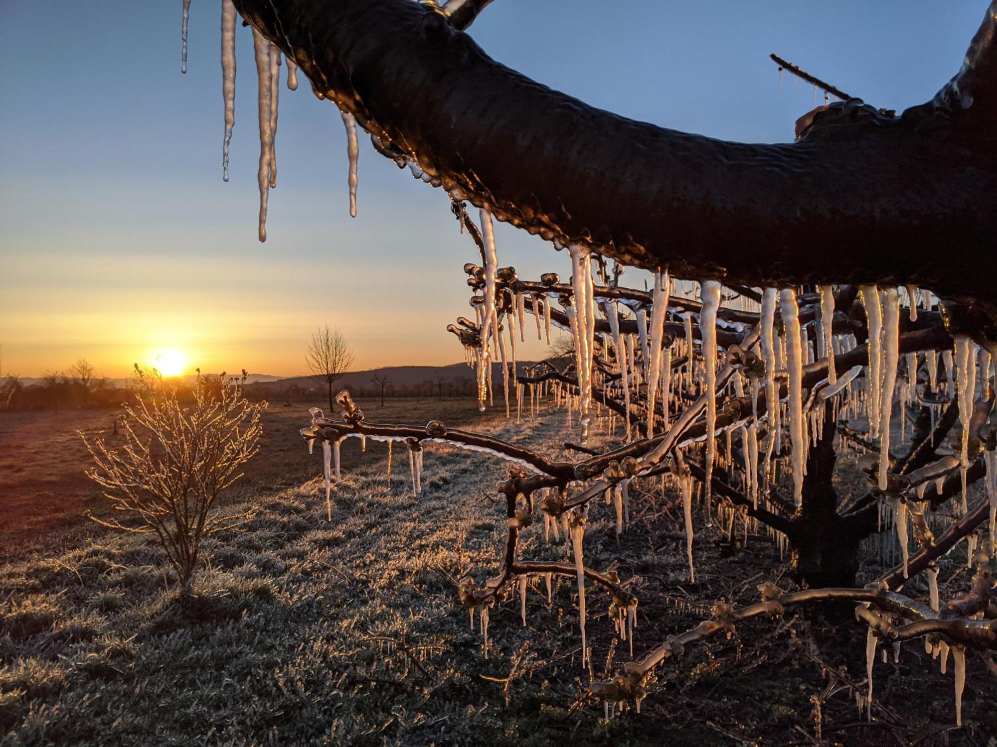 Ferienhof Schloessle ซาสบาค อัม ไคเซอร์ชตูล ภายนอก รูปภาพ